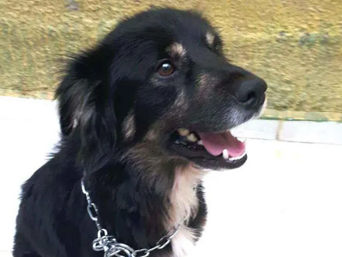 Cachorro raça  idade 1 ano nome Charlie 