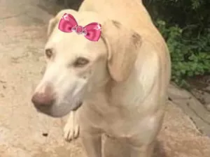 Cachorro raça Mestiça de labrador  idade 7 a 11 meses nome Maya 