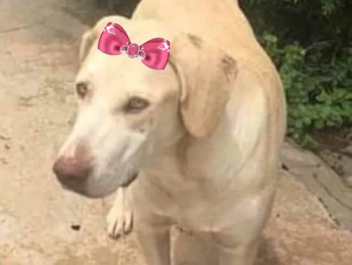 Cachorro ra a Mestiça de labrador  idade 7 a 11 meses nome Maya 