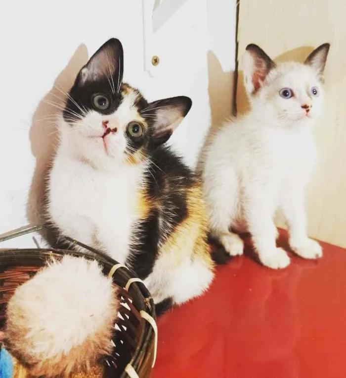 Gato raça  idade 2 a 6 meses nome Filhotes Cláudia 