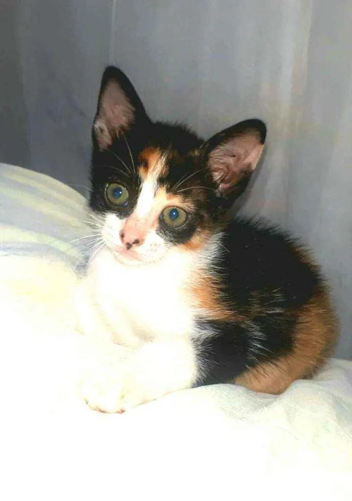 Gato raça  idade 2 a 6 meses nome Filhotes Cláudia 