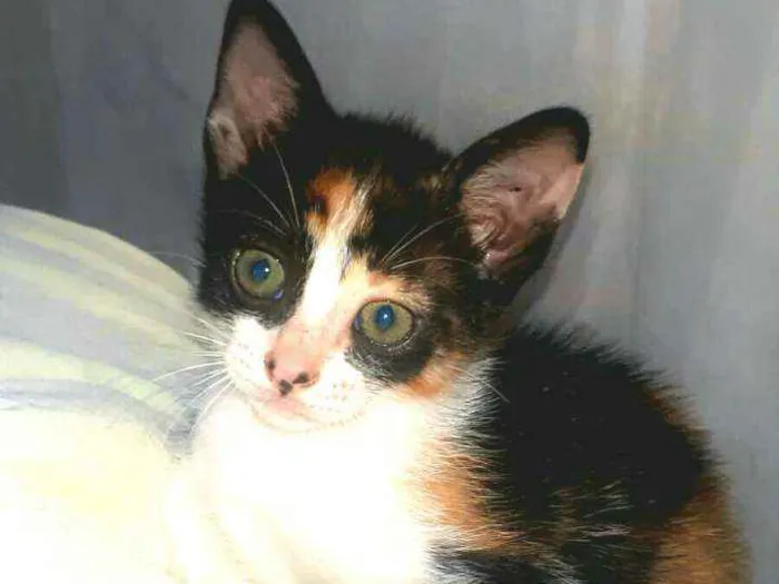 Gato raça  idade 2 a 6 meses nome Filhotes Cláudia 