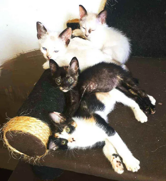 Gato raça  idade 2 a 6 meses nome Filhotes Cláudia 