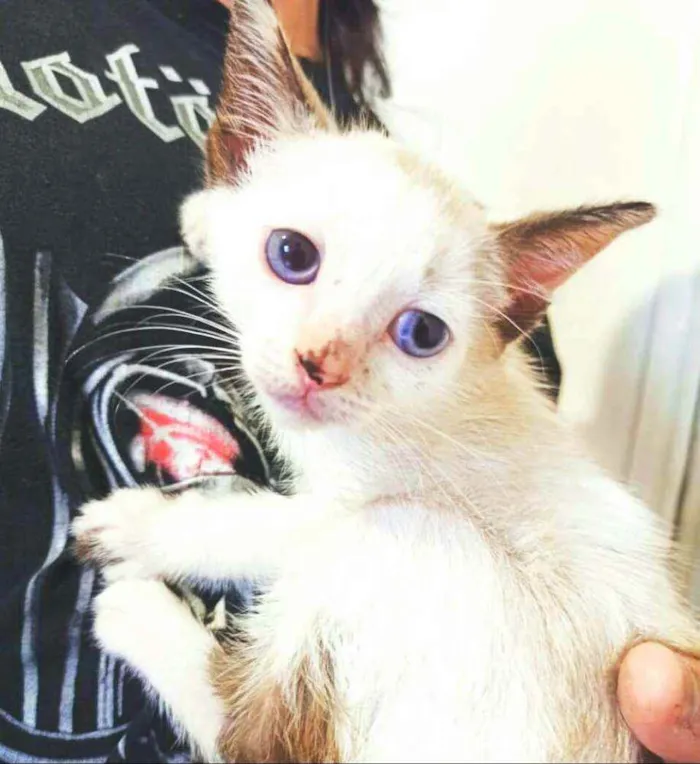 Gato raça  idade 2 a 6 meses nome Filhotes Cláudia 