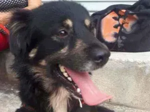 Cachorro raça  idade 1 ano nome Charlie 