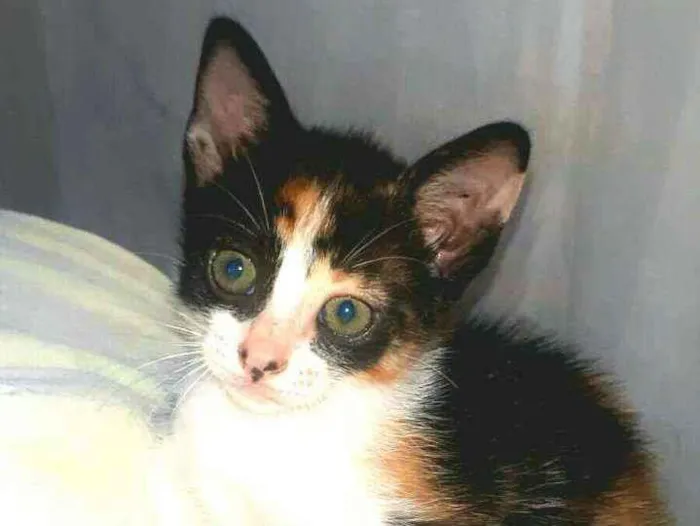 Gato raça  idade 2 a 6 meses nome Filhotes Cláudia 