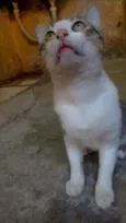 Gordinho 