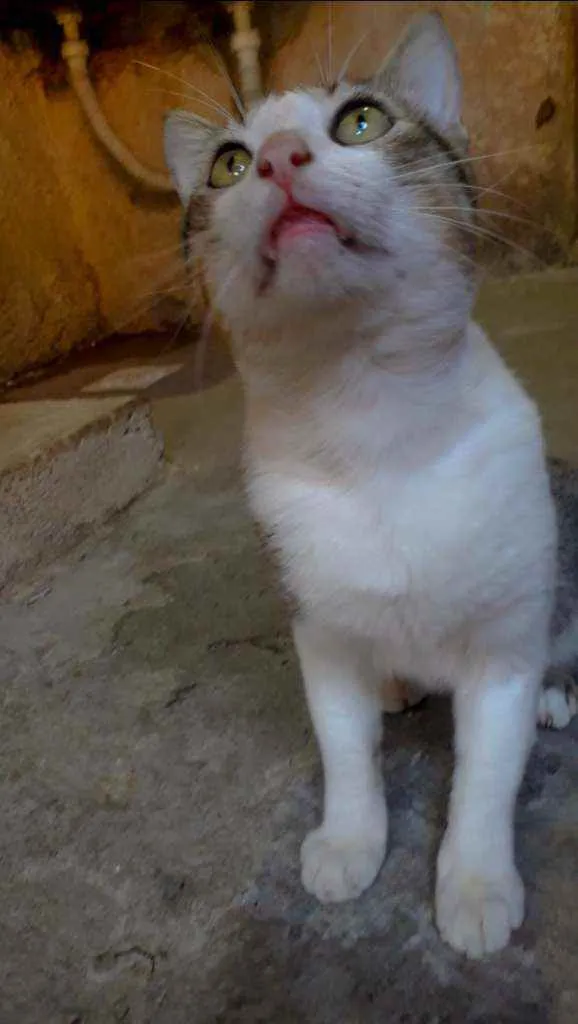 Gato ra a Srd idade 2 anos nome Gordinho 