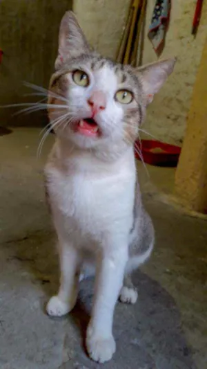 Gato raça Srd idade 2 anos nome Gordinho 