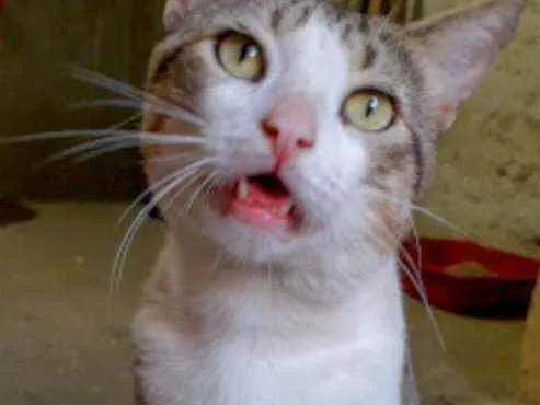 Gato ra a Srd idade 2 anos nome Gordinho 