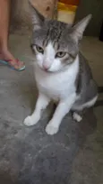 Gordinho 