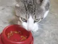 Gordinho 