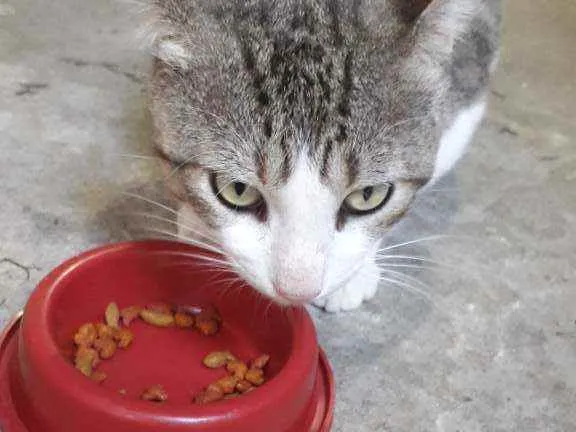 Gato ra a Srd idade 2 anos nome Gordinho 