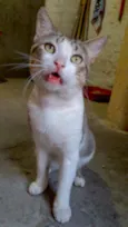 Gordinho 