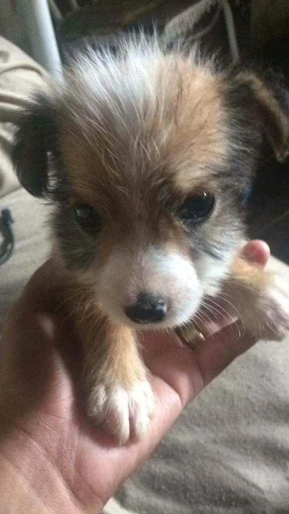 Cachorro ra a Poodle idade Abaixo de 2 meses nome Vitória