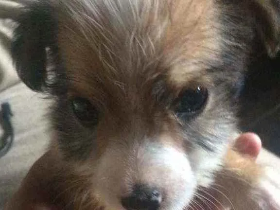 Cachorro ra a Poodle idade Abaixo de 2 meses nome Vitória