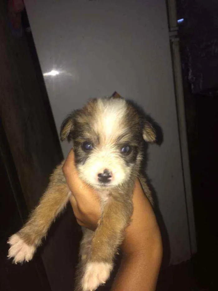 Cachorro ra a Poodle idade Abaixo de 2 meses nome Vitória