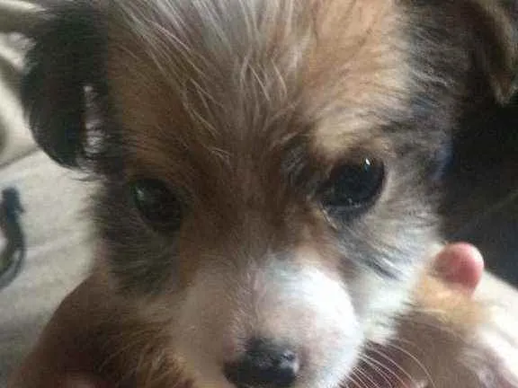 Cachorro ra a Poodle idade Abaixo de 2 meses nome Vitória