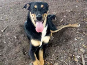 Cachorro raça SRD idade 3 anos nome Caetano