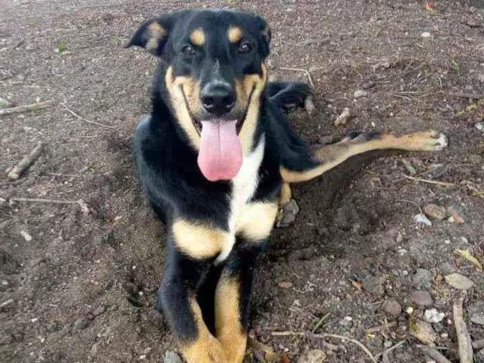 Cachorro ra a SRD idade 3 anos nome Caetano