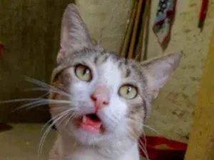 Gato raça Srd idade 2 anos nome Gordinho 