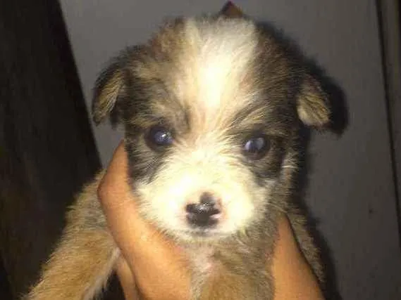 Cachorro ra a Poodle idade Abaixo de 2 meses nome Vitória