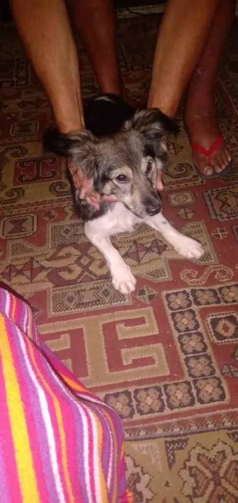 Cachorro raça Sem Raça Definida idade 7 a 11 meses nome Sem nome
