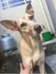 Cachorro raça Vira lata  idade 5 anos nome Mel
