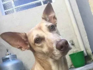 Cachorro raça Vira lata  idade 5 anos nome Mel