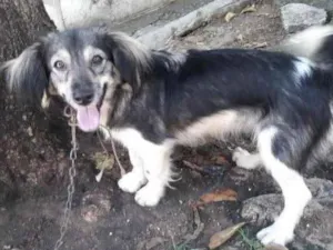 Cachorro raça Sem Raça Definida idade 7 a 11 meses nome Sem nome