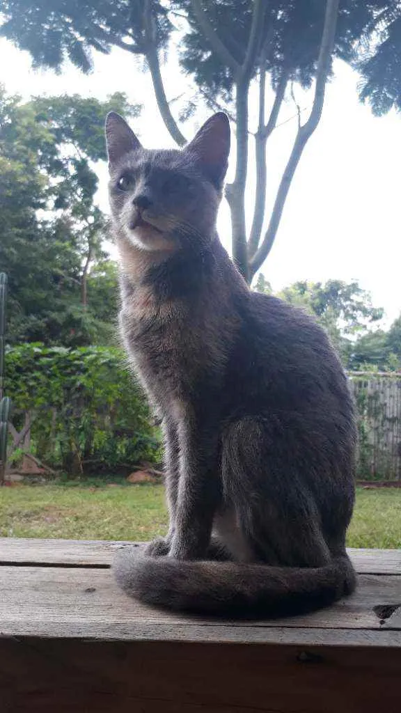 Gato ra a Srd idade 2 anos nome Mina