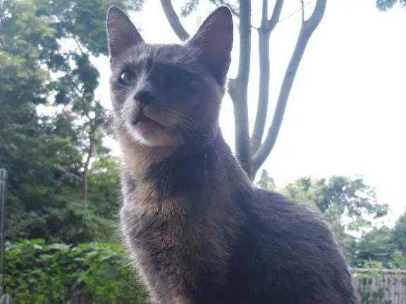 Gato ra a Srd idade 2 anos nome Mina