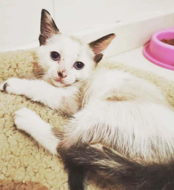 Gato raça  idade 2 a 6 meses nome Filhotes Cláudia 