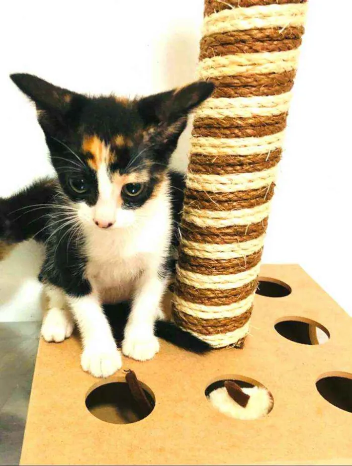 Gato raça  idade 2 a 6 meses nome Filhotes Cláudia 