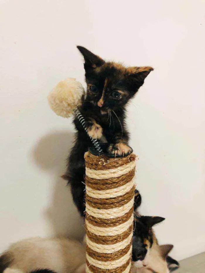 Gato raça  idade 2 a 6 meses nome Filhotes Cláudia 