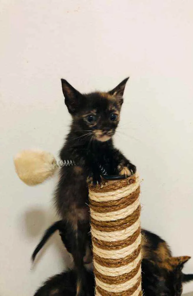 Gato raça  idade 2 a 6 meses nome Filhotes Cláudia 