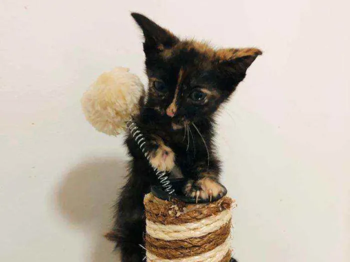 Gato raça  idade 2 a 6 meses nome Filhotes Cláudia 