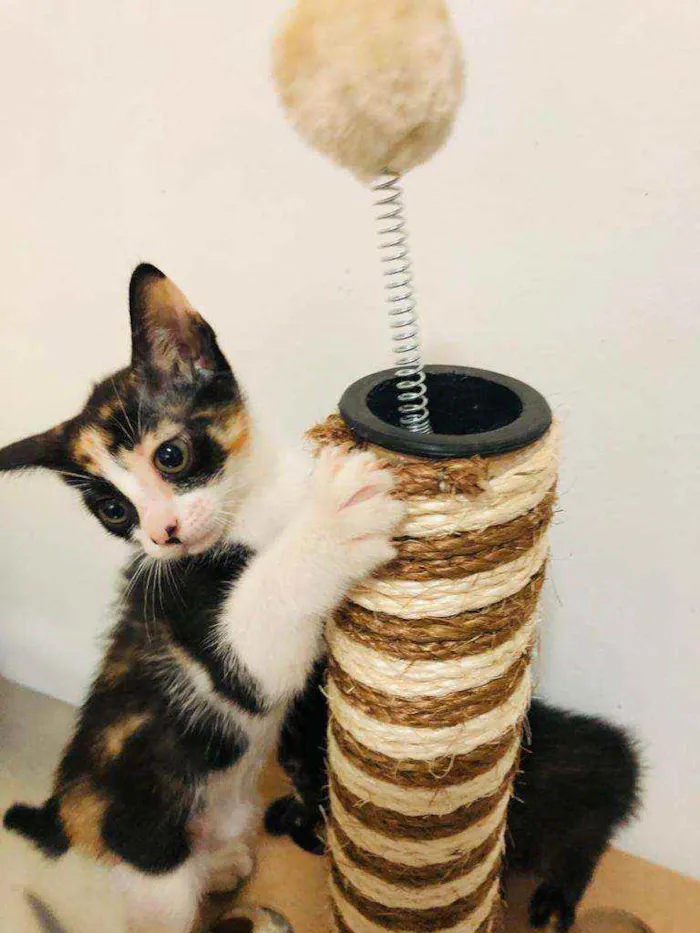 Gato raça  idade 2 a 6 meses nome Filhotes Cláudia 