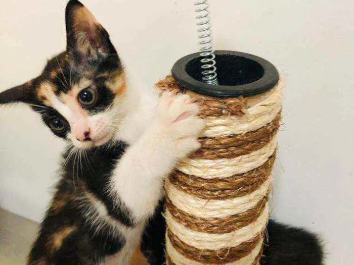 Gato raça  idade 2 a 6 meses nome Filhotes Cláudia 