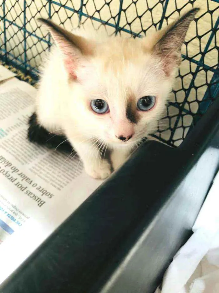 Gato raça  idade 2 a 6 meses nome Filhotes Cláudia 