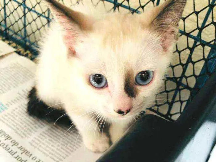 Gato raça  idade 2 a 6 meses nome Filhotes Cláudia 