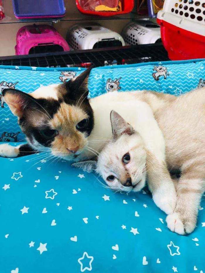 Gato raça  idade 2 a 6 meses nome Filhotes Cláudia 