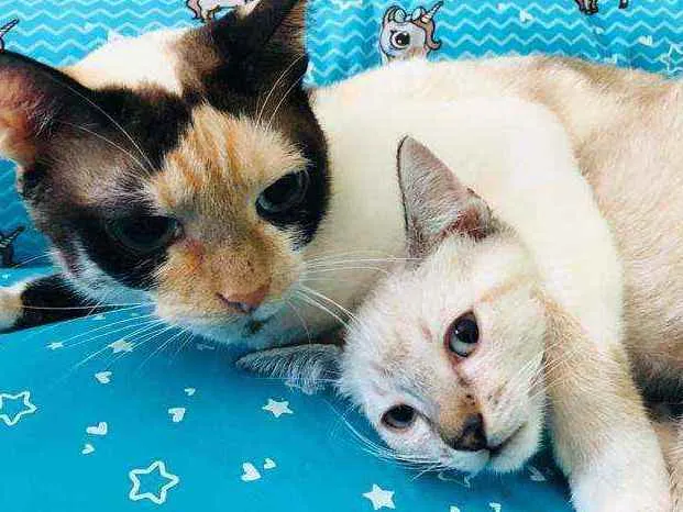 Gato raça  idade 2 a 6 meses nome Filhotes Cláudia 