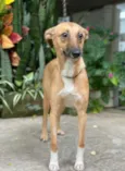 Cachorro raça Mestiça galgo  idade 2 anos nome Amelia 