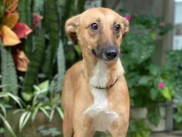 Cachorro raça Mestiça galgo  idade 2 anos nome Amelia 