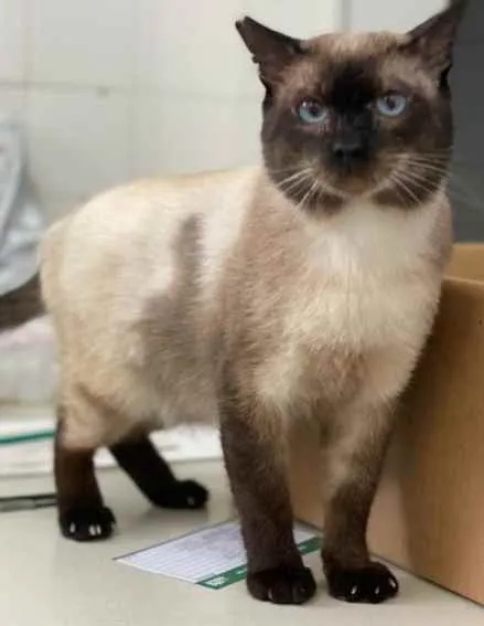 Gato raça Sianes  idade 6 ou mais anos nome Paulinho 