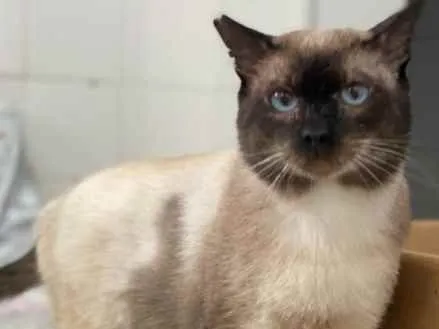 Gato raça Sianes  idade 6 ou mais anos nome Paulinho 