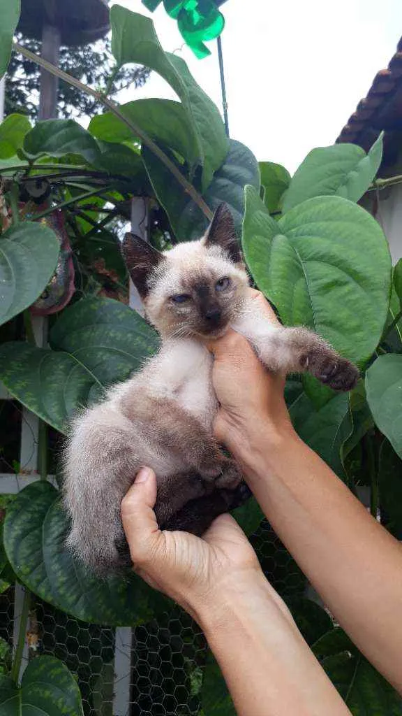 Gato ra a Srd idade Abaixo de 2 meses nome Gatinha 