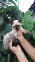 Gatinha 
