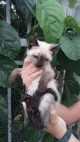 Gatinha 